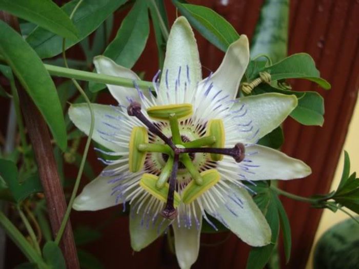 passiflora caerulea (2) - passiflora