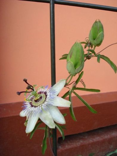passiflora caerulea (3) - passiflora