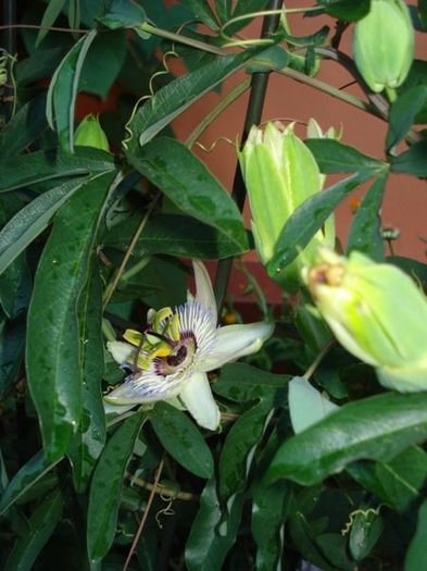 passiflora caerulea (5) - passiflora