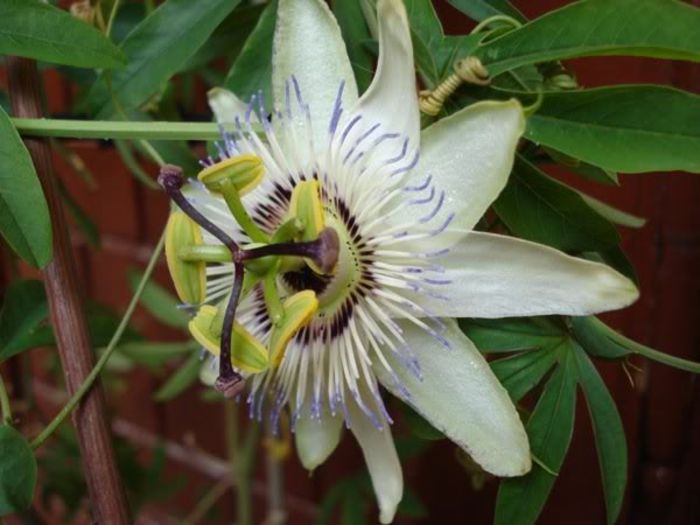 passiflora caerulea (6) - passiflora