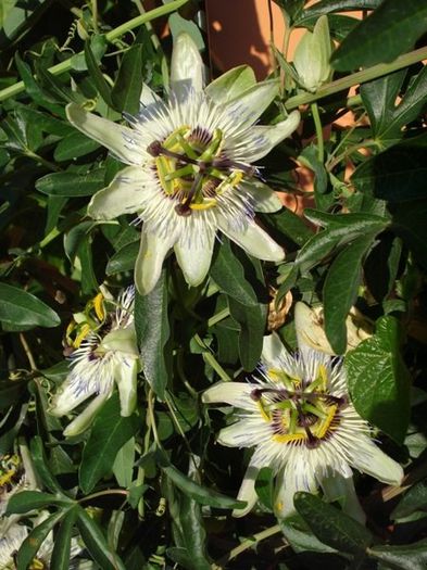 passiflora caerulea (9) - passiflora