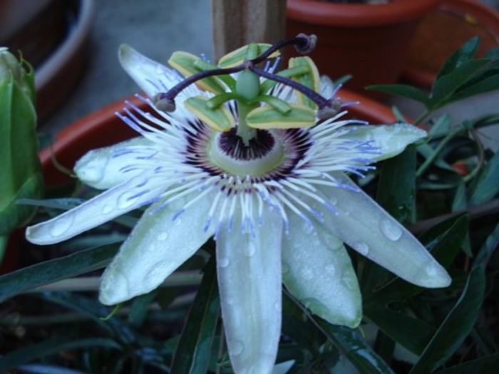 passiflora caerulea (10) - passiflora