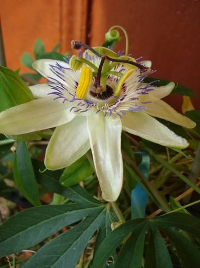 passiflora caerulea (11) - passiflora