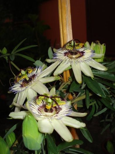 passiflora caerulea (13) - passiflora