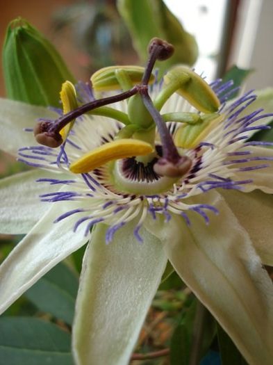 passiflora caerulea (14) - passiflora