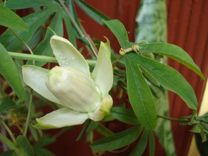 passiflora caerulea (15) - passiflora