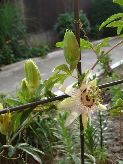 passiflora caerulea (16) - passiflora