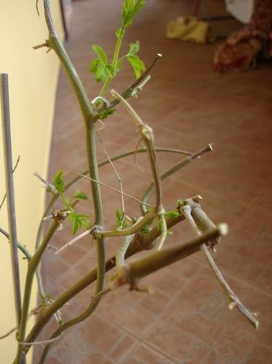 passiflora caerulea (17) - passiflora