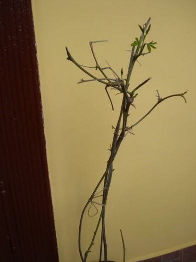 passiflora caerulea (18) - passiflora