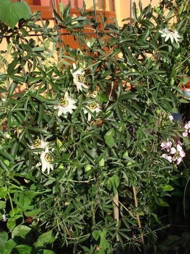 passiflora caerulea (21) - passiflora