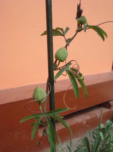 passiflora caerulea (22) - passiflora