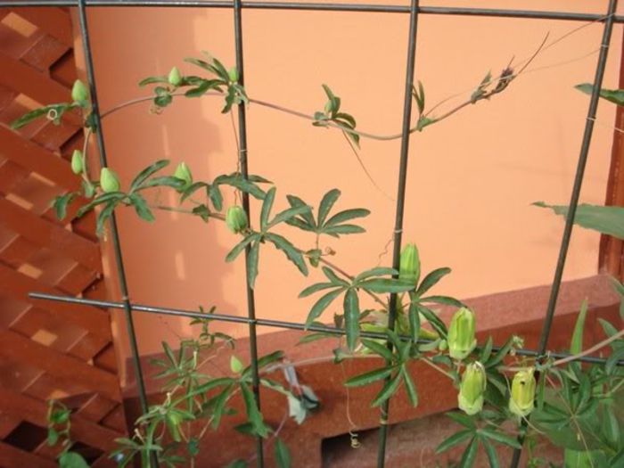 passiflora caerulea (24) - passiflora