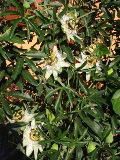 passiflora caerulea (26) - passiflora