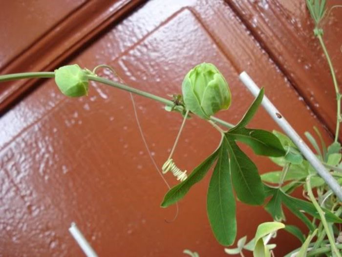 passiflora caerulea (27)