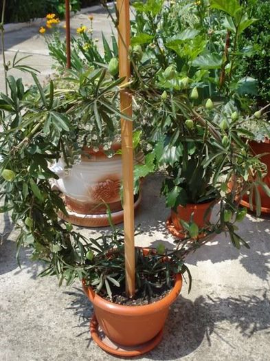 passiflora caerulea (29) - passiflora