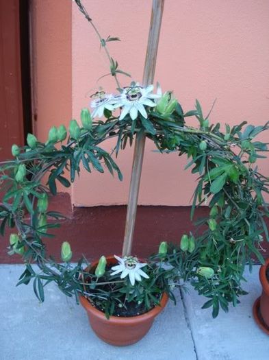 passiflora caerulea (31) - passiflora