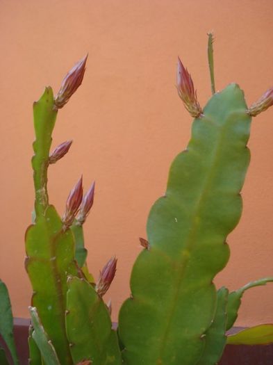 epiphyllum alb-galbui (0)