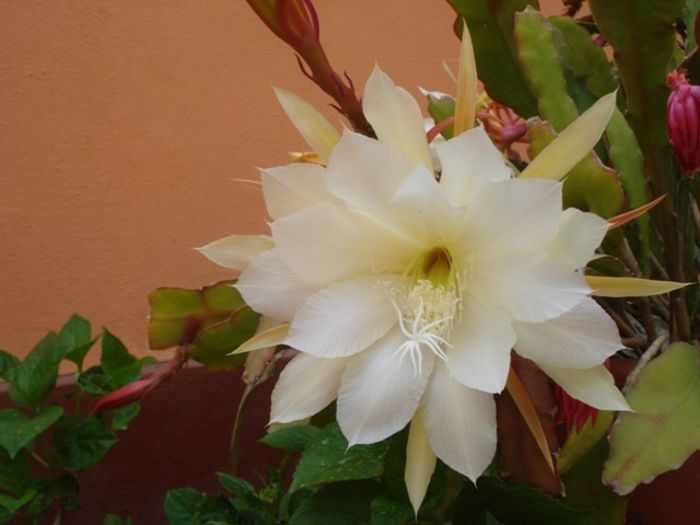 epiphyllum alb-galbui (12) - epiphyllum