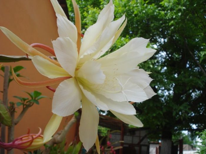 epiphyllum alb-galbui (13)