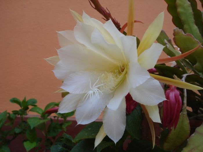 epiphyllum alb-galbui (15)