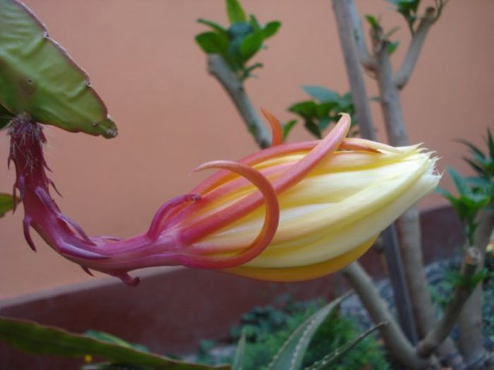 epiphyllum alb-galbui (17) - epiphyllum