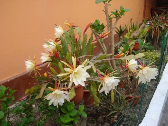 epiphyllum alb-galbui (21)