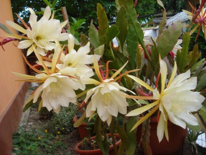 epiphyllum alb-galbui (22) - epiphyllum