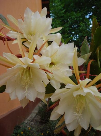 epiphyllum alb-galbui (24) - epiphyllum