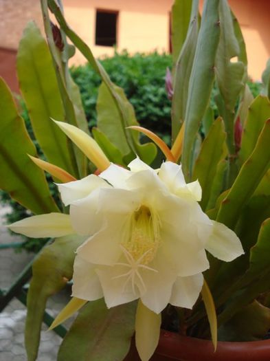 epiphyllum alb-galbui (37)