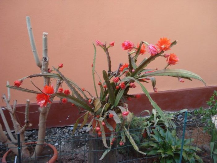 epiphyllum rosu (1)