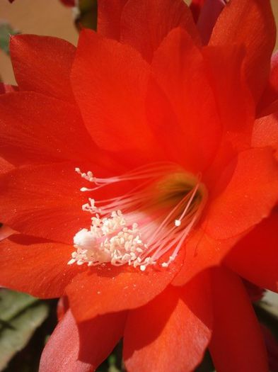 epiphyllum rosu (7)