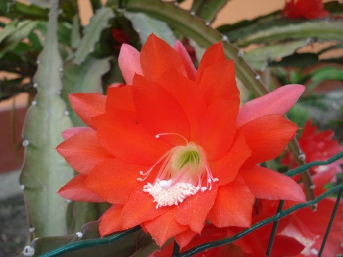 epiphyllum rosu (12)