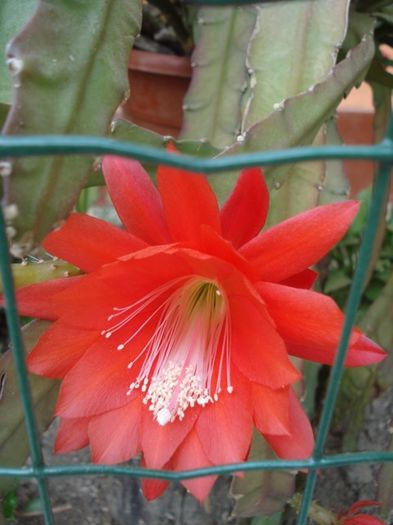 epiphyllum rosu (13)