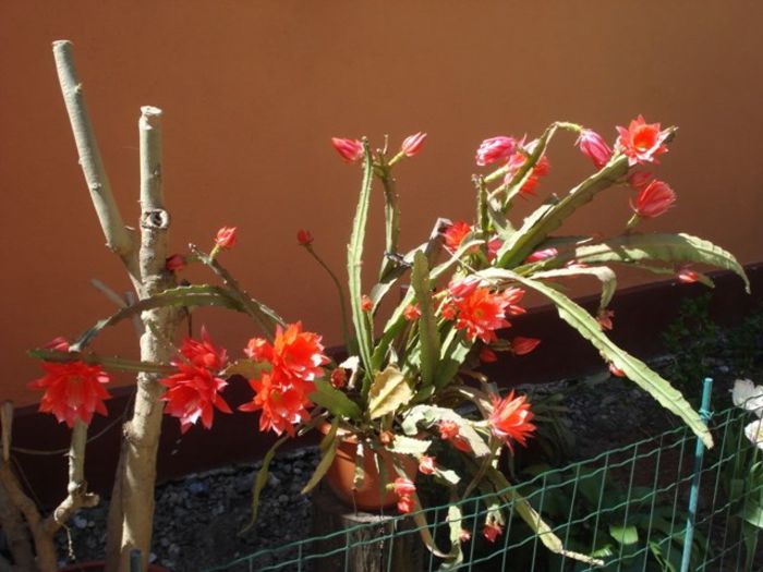 epiphyllum rosu (14)