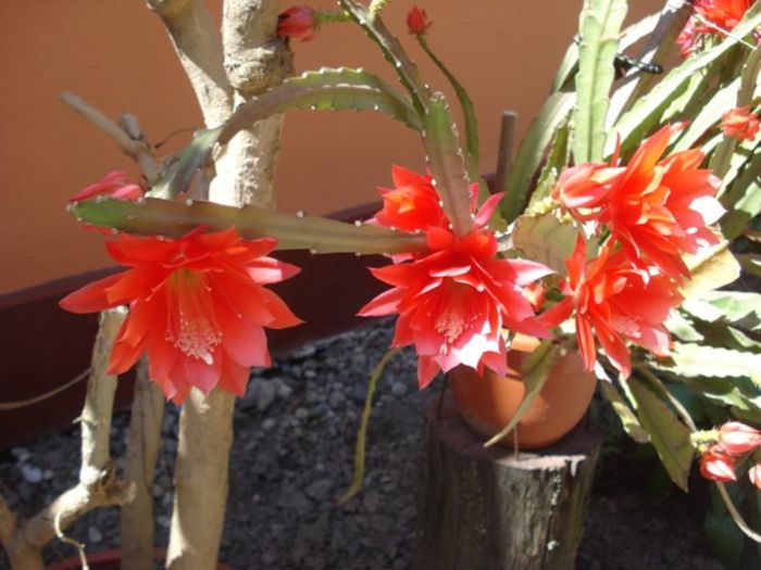 epiphyllum rosu (15)