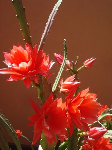 epiphyllum rosu (16)