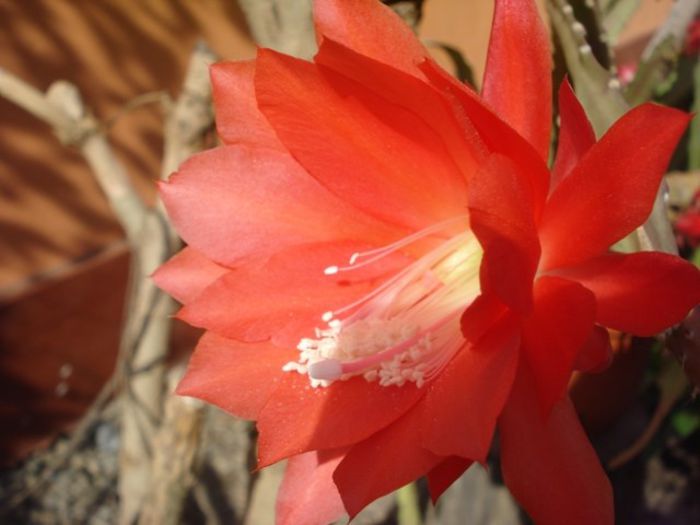 epiphyllum rosu (20)