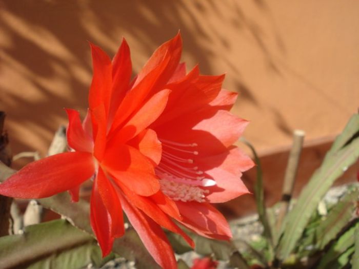 epiphyllum rosu (21)