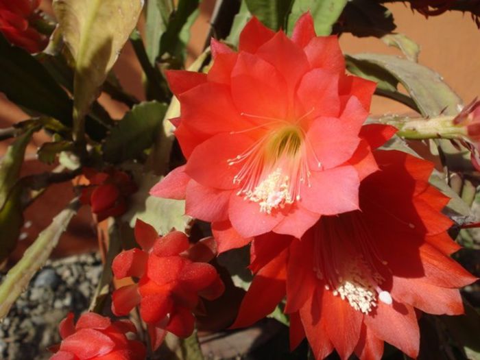 epiphyllum rosu (22)