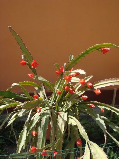 epiphyllum rosu (23)