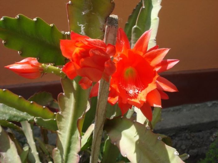 epiphyllum rosu (24)