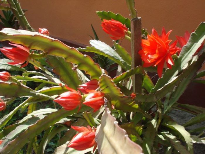 epiphyllum rosu (25)