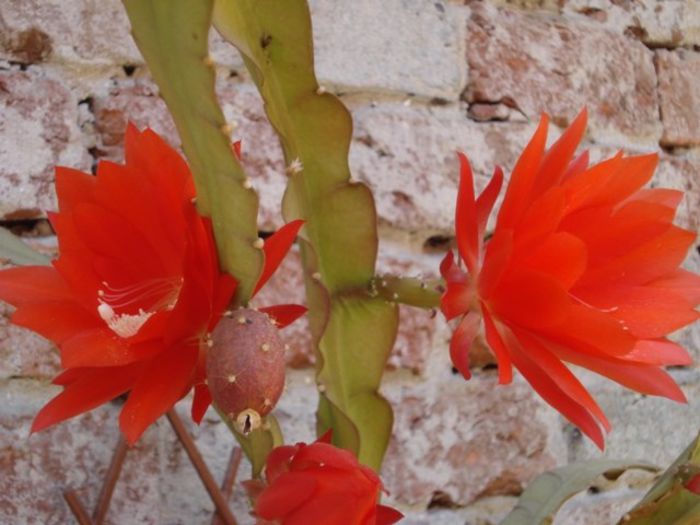 epiphyllum rosu (26) - epiphyllum