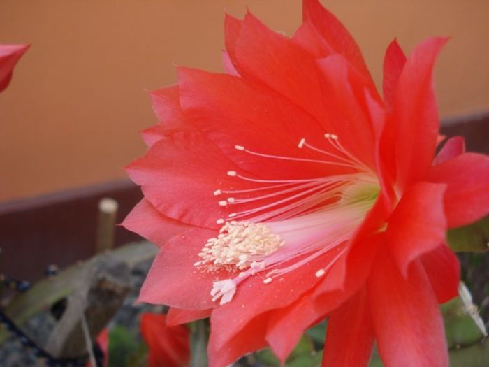 epiphyllum rosu (29)