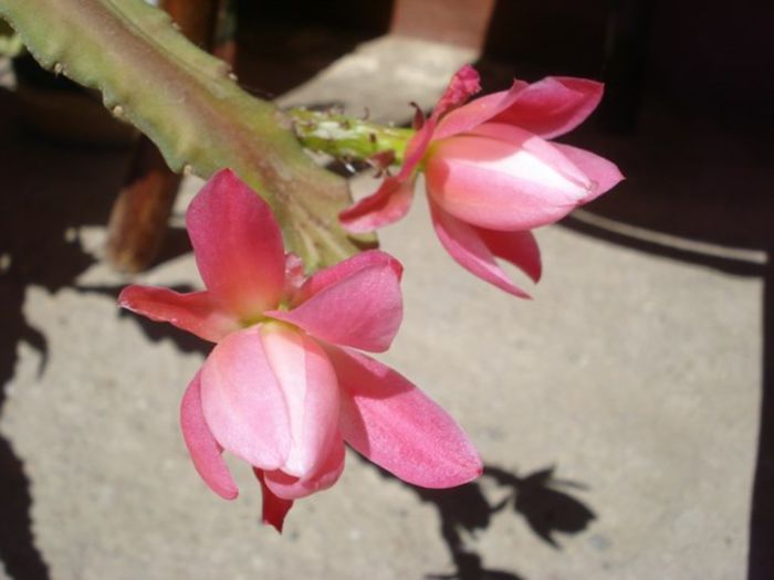 epiphyllum roz (1)