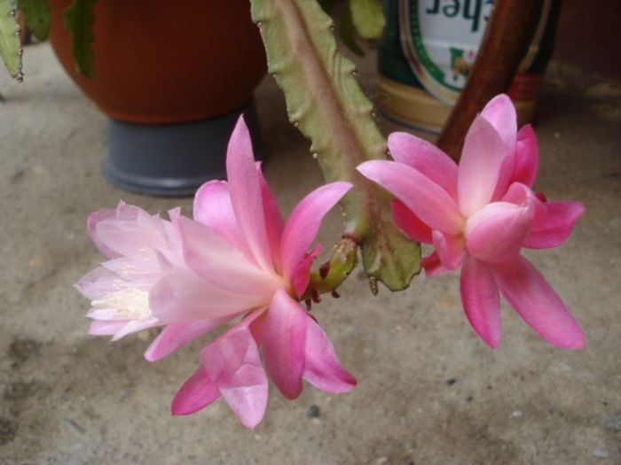 epiphyllum roz (2)