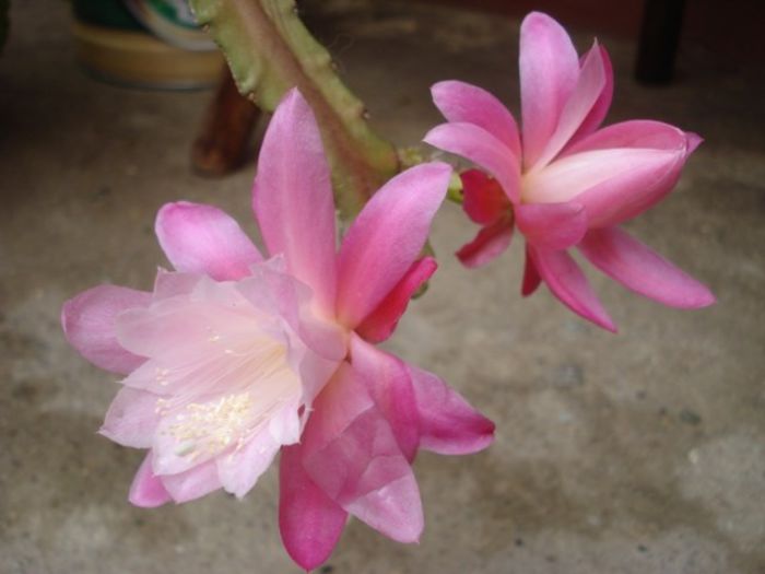 epiphyllum roz (3)
