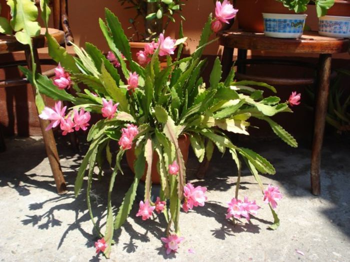 epiphyllum roz (4)