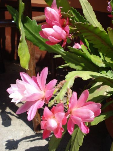 epiphyllum roz (6)