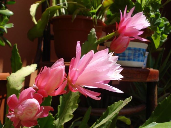 epiphyllum roz (7)